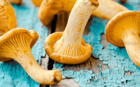 demo-attachment-1548-fresh-chanterelle-mushrooms-on-a-wooden-P5YD4CZ@2x