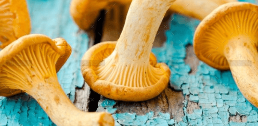 demo-attachment-1548-fresh-chanterelle-mushrooms-on-a-wooden-P5YD4CZ@2x